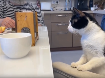 Пчелиные процедуры и кошачье любопытство! 